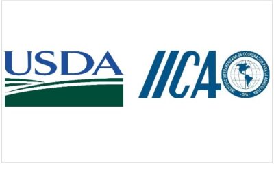 Oportunidades y desafíos comerciales para la cadena productiva de yuca (USDA-IICA)